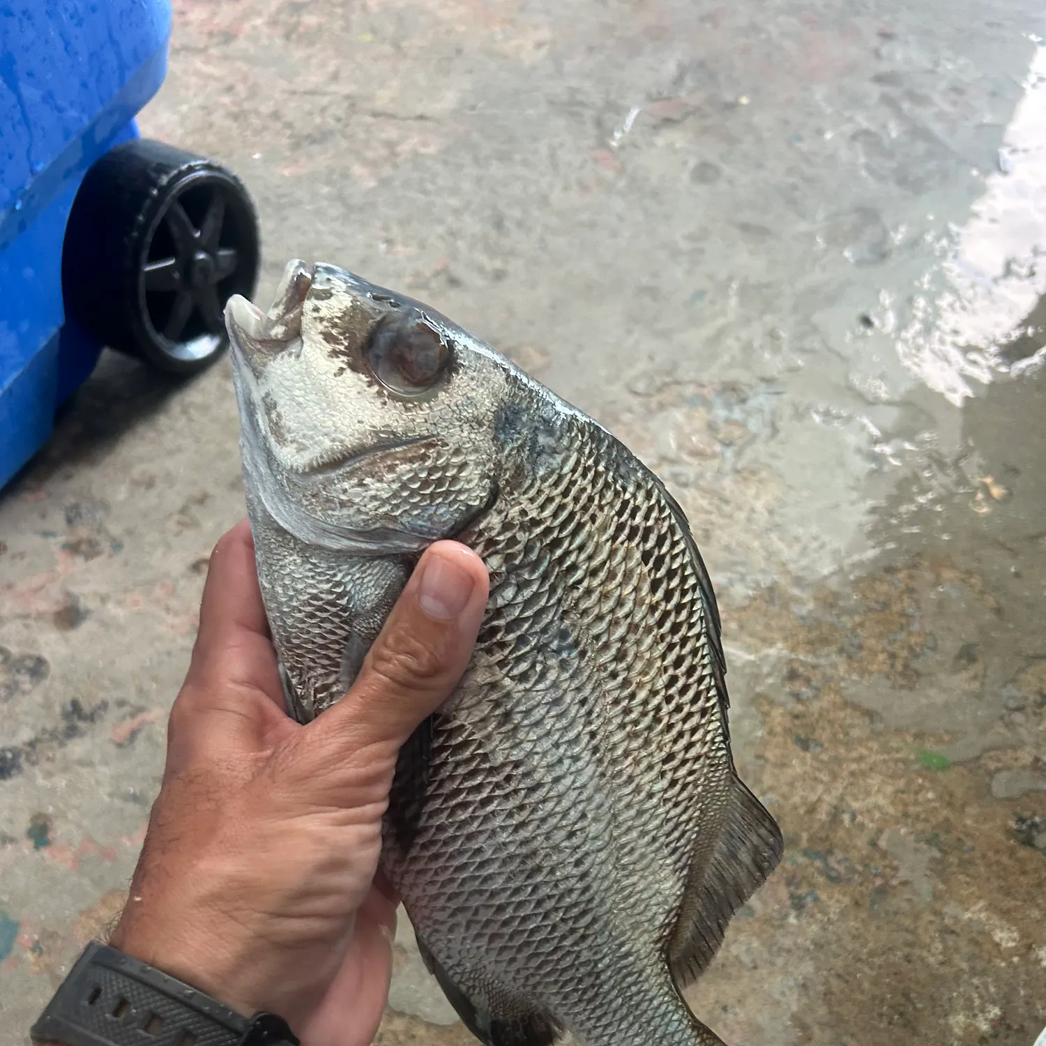 The most recent Black margate catches on Fishbrain