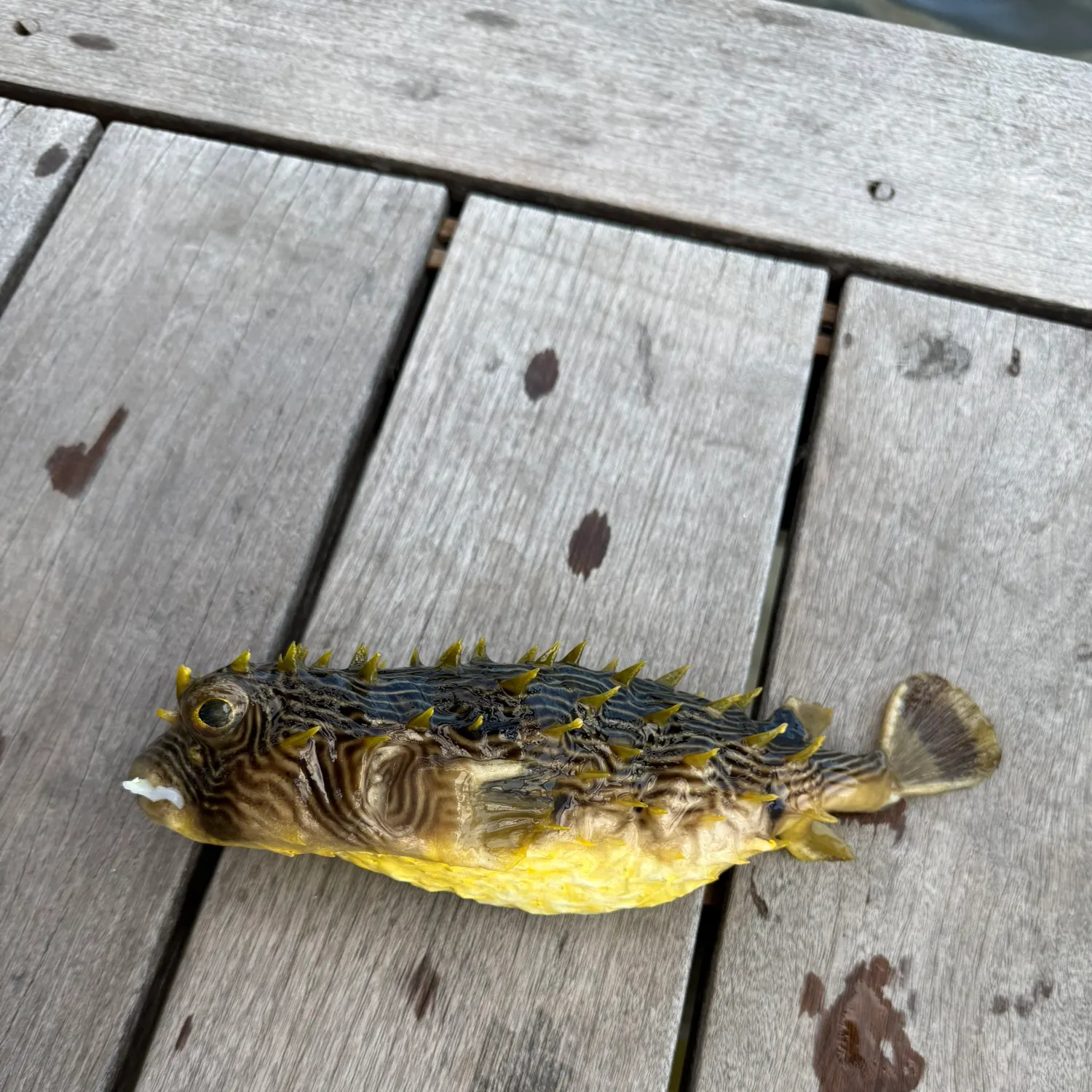 The most recent Striped burrfish catches on Fishbrain