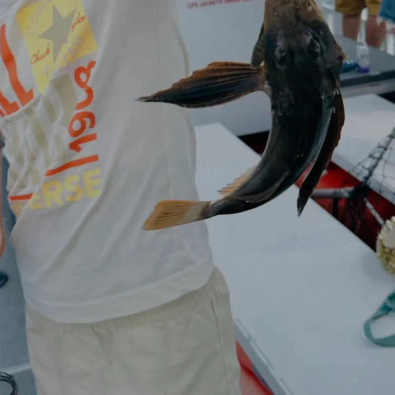Striped searobin caught on Fishbrain