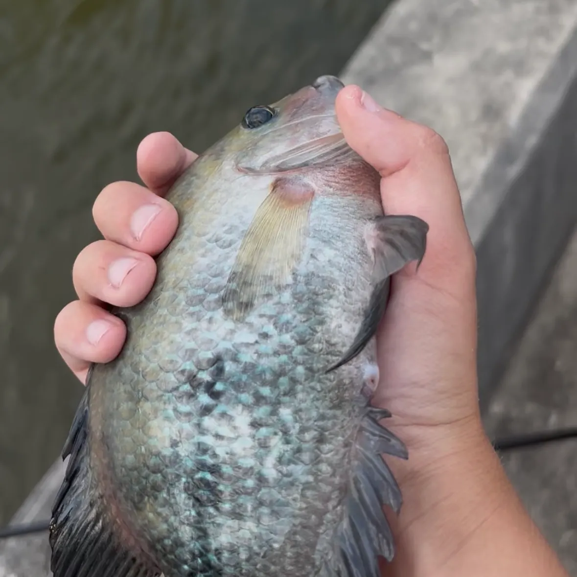 Blue tilapia caught on Fishbrain