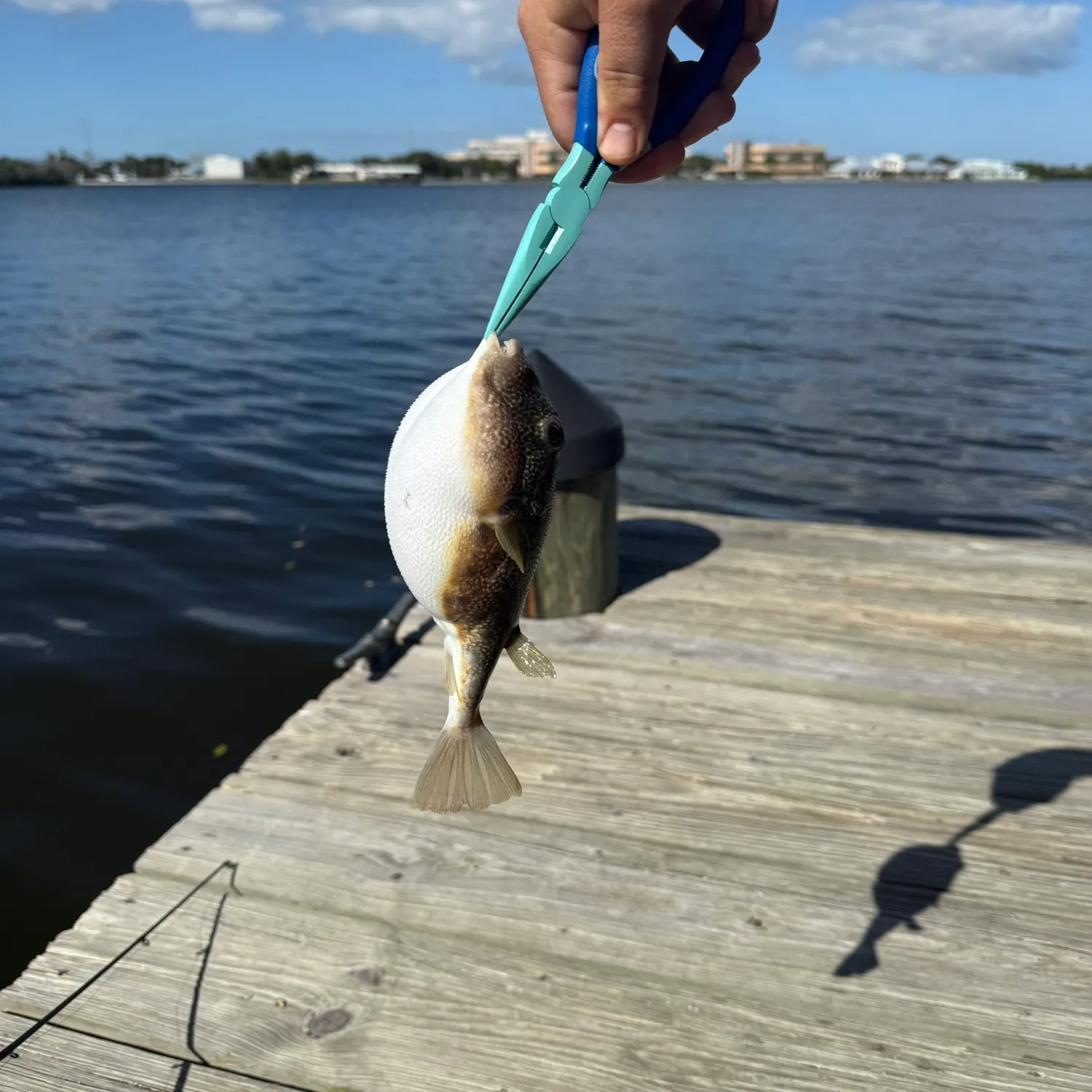 The most recent Southern puffer catches on Fishbrain