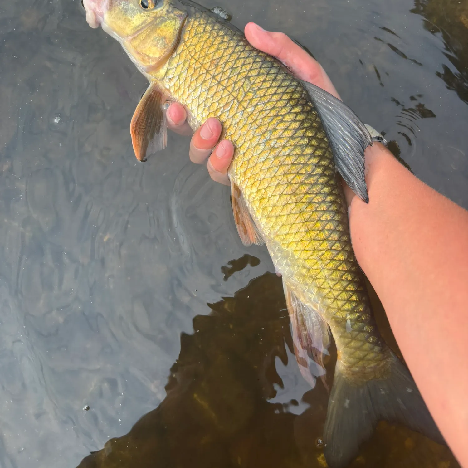 The most recent Golden redhorse catches on Fishbrain