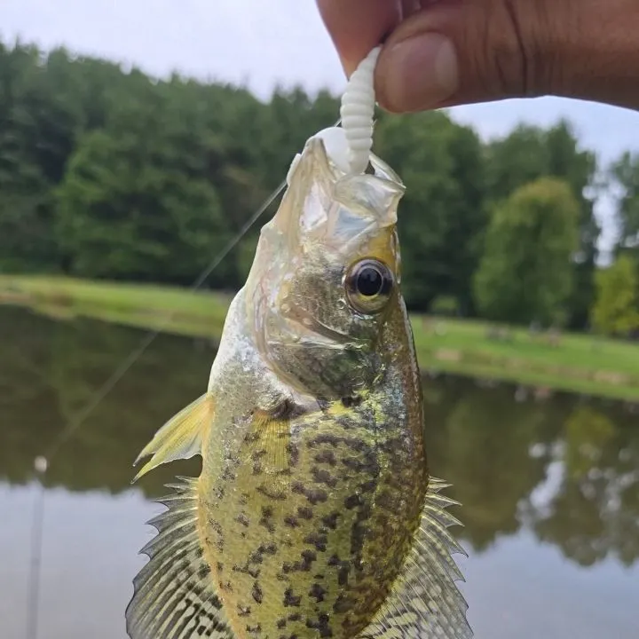 Black crappie caught on Fishbrain