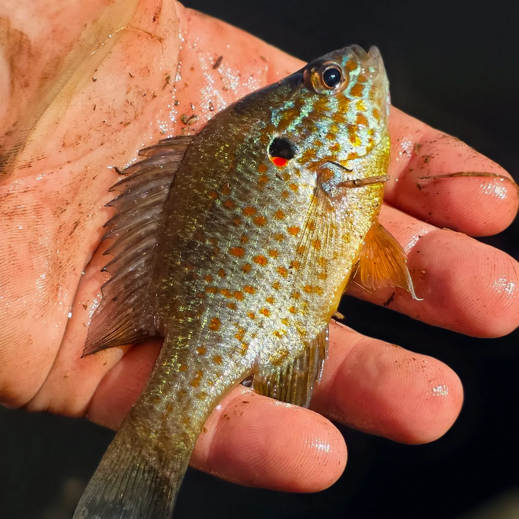 Pumpkinseed caught on Fishbrain