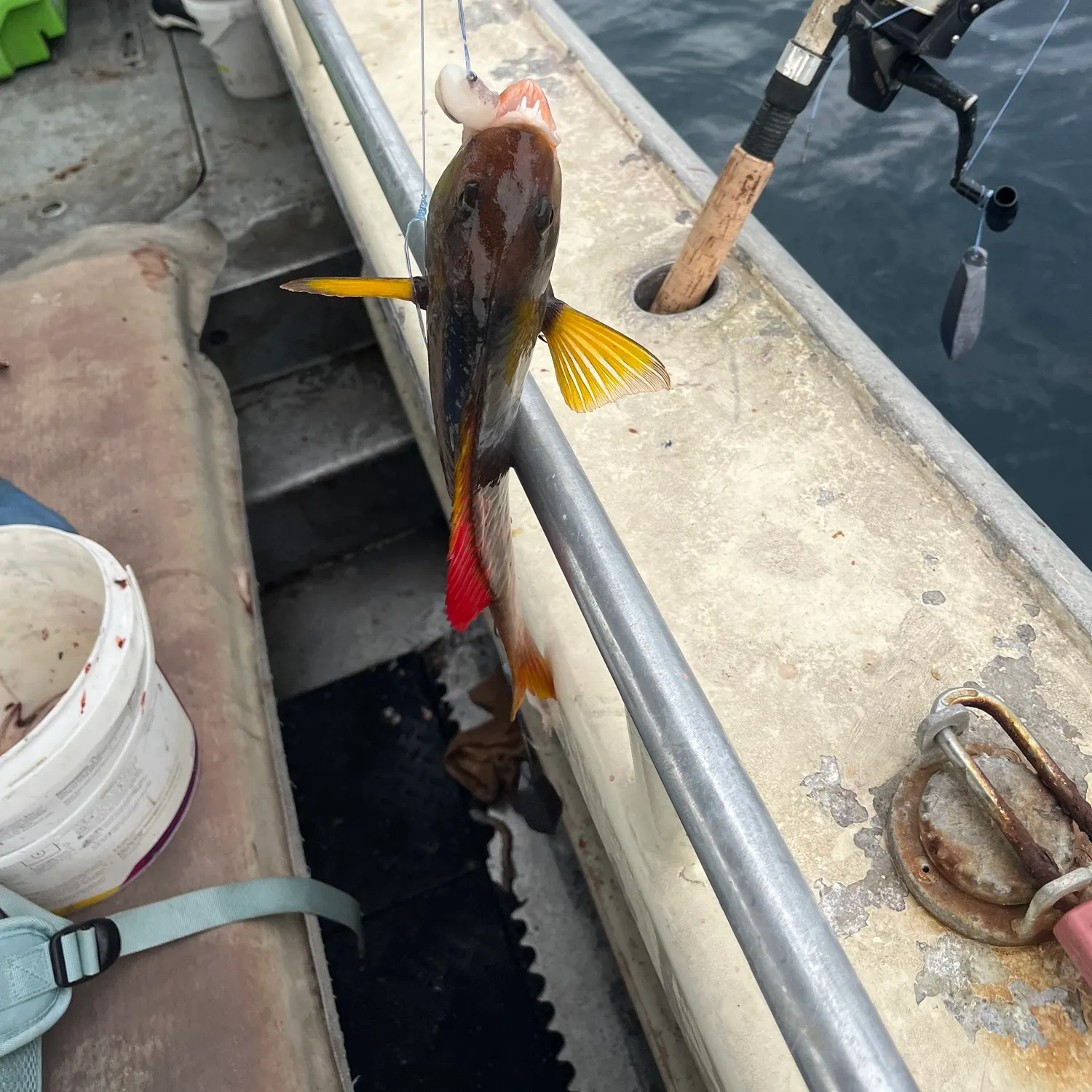 The most recent Japanese parrotfish catches on Fishbrain