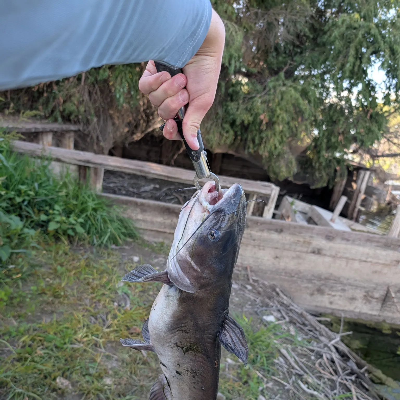 Channel catfish caught on Fishbrain