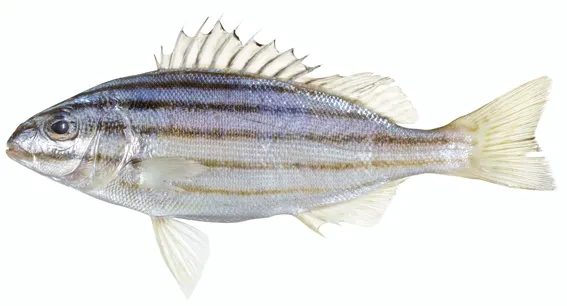 Eastern striped grunter