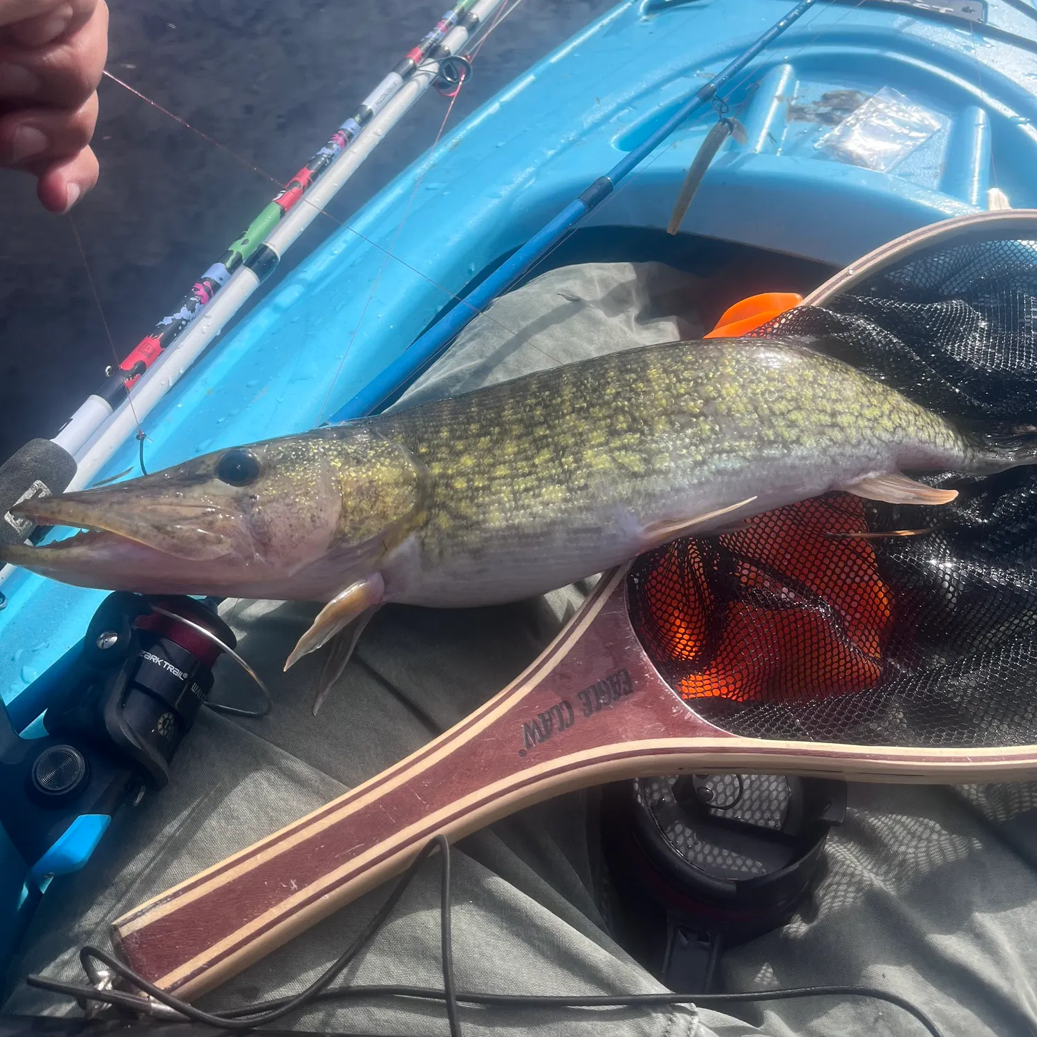 The most recent Chain pickerel catches on Fishbrain