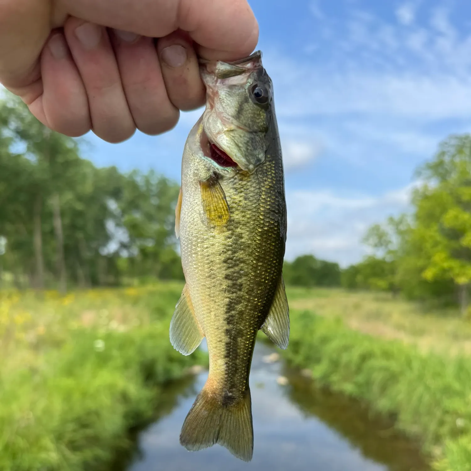 The most recent Spotted bass catches on Fishbrain