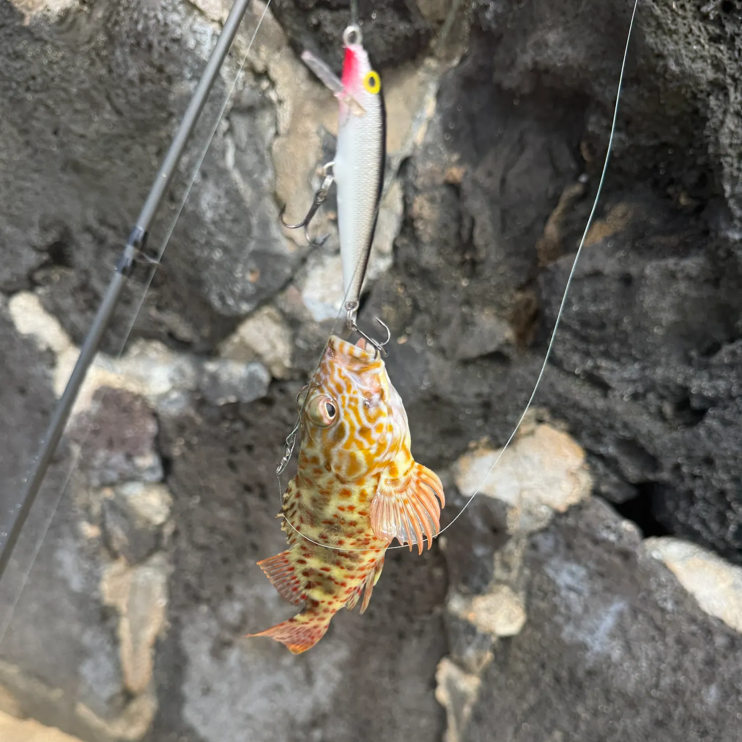 The most recent Stocky hawkfish catches on Fishbrain