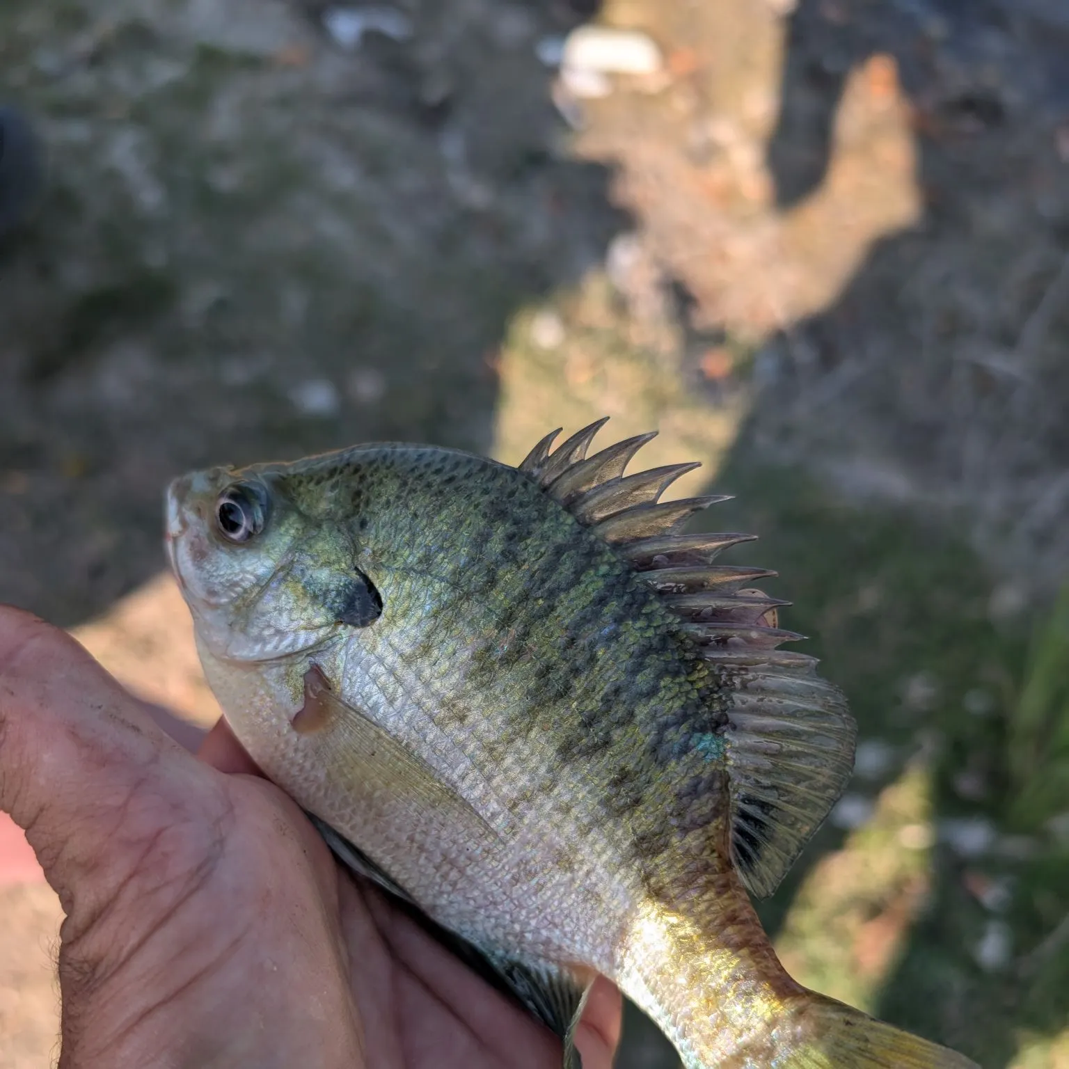 Bluegill caught on Fishbrain