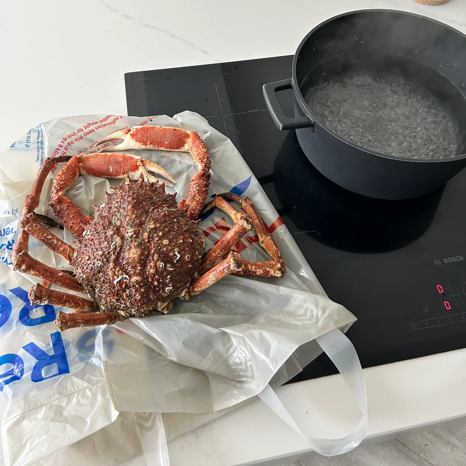 The most recent European spider crab catches on Fishbrain