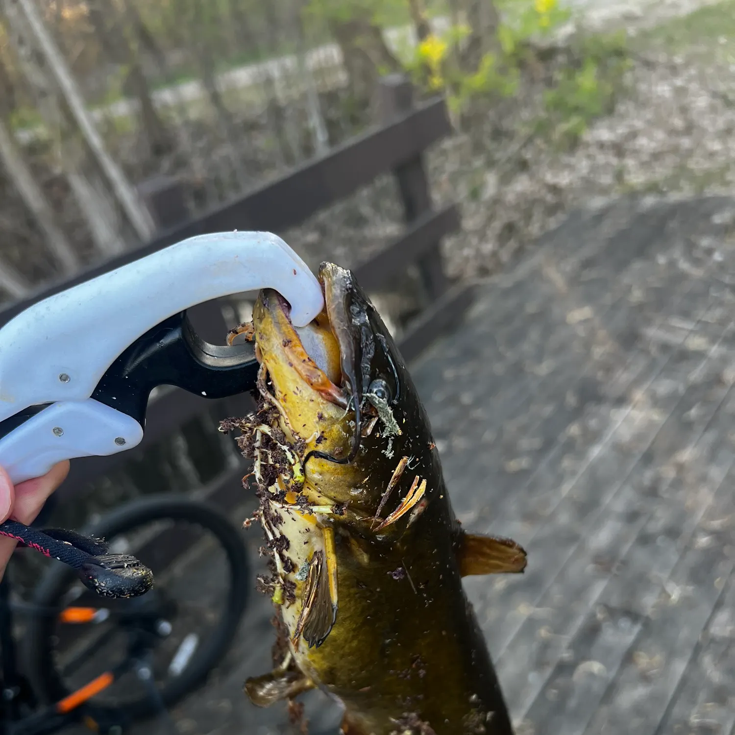 catch
