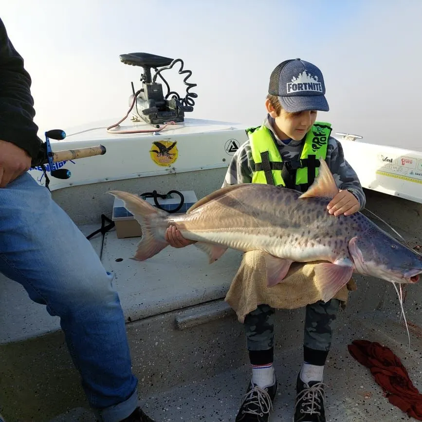 The most recent Spotted sorubim catches on Fishbrain