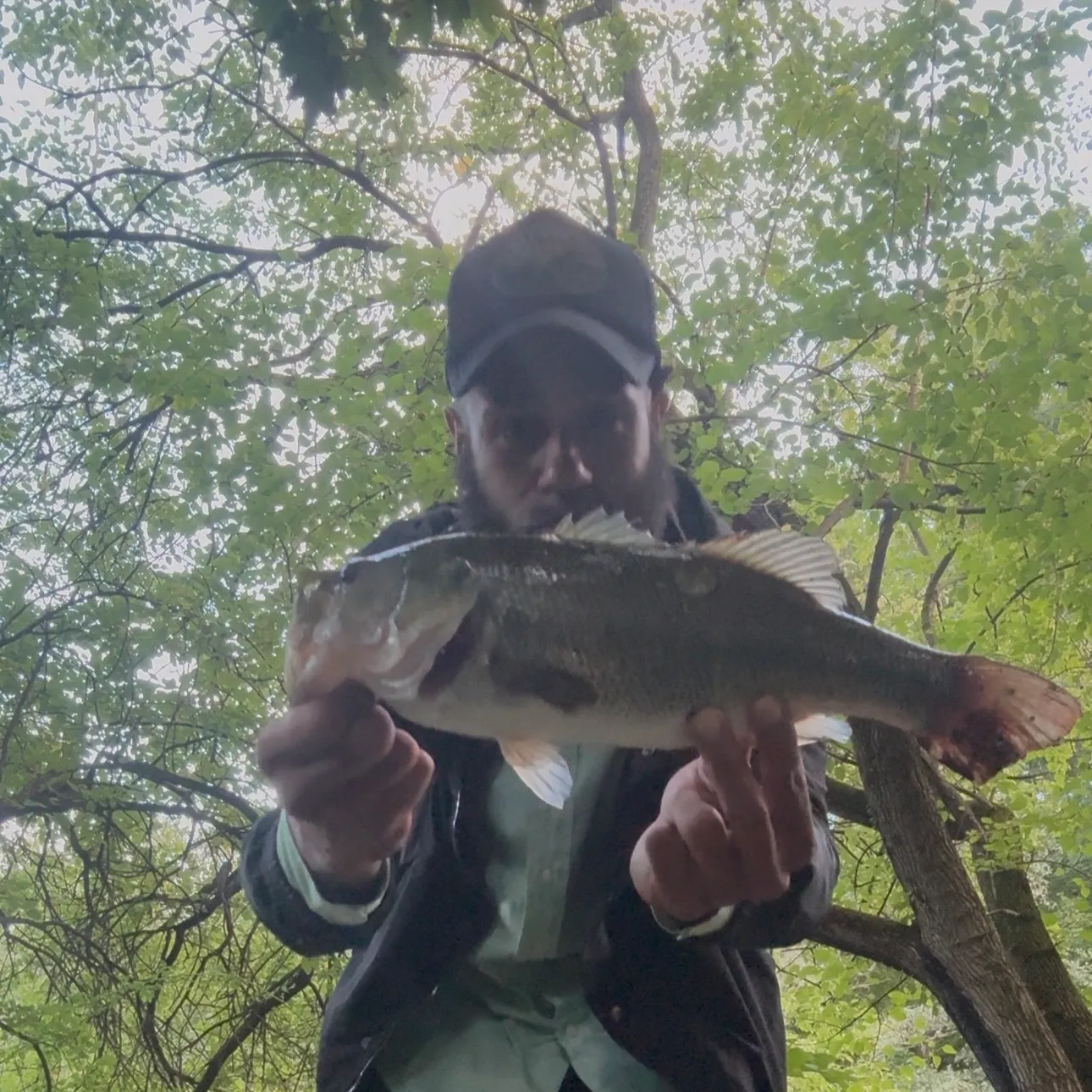 Spotted bass caught on Fishbrain