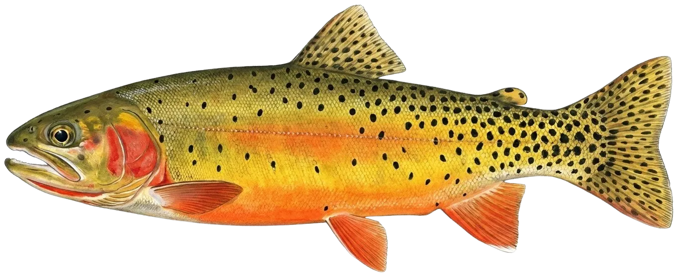 Colorado river cutthroat trout
