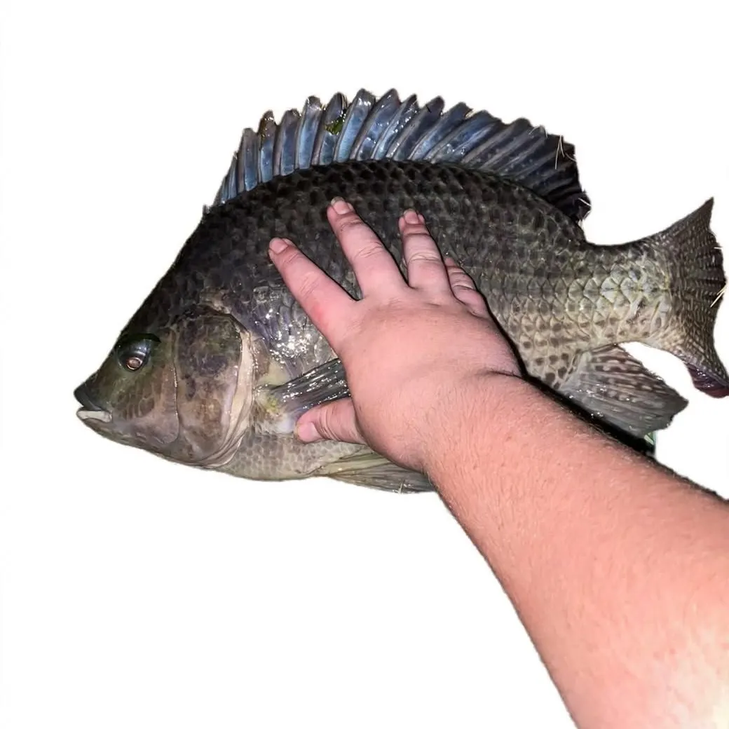 Blue tilapia caught on Fishbrain