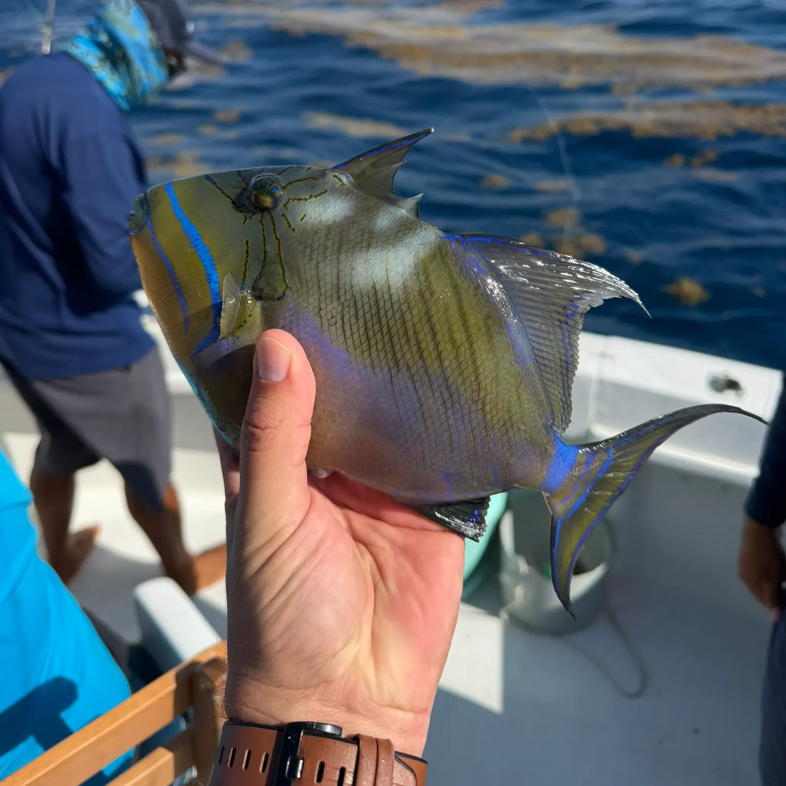 The most recent Palometa catches on Fishbrain