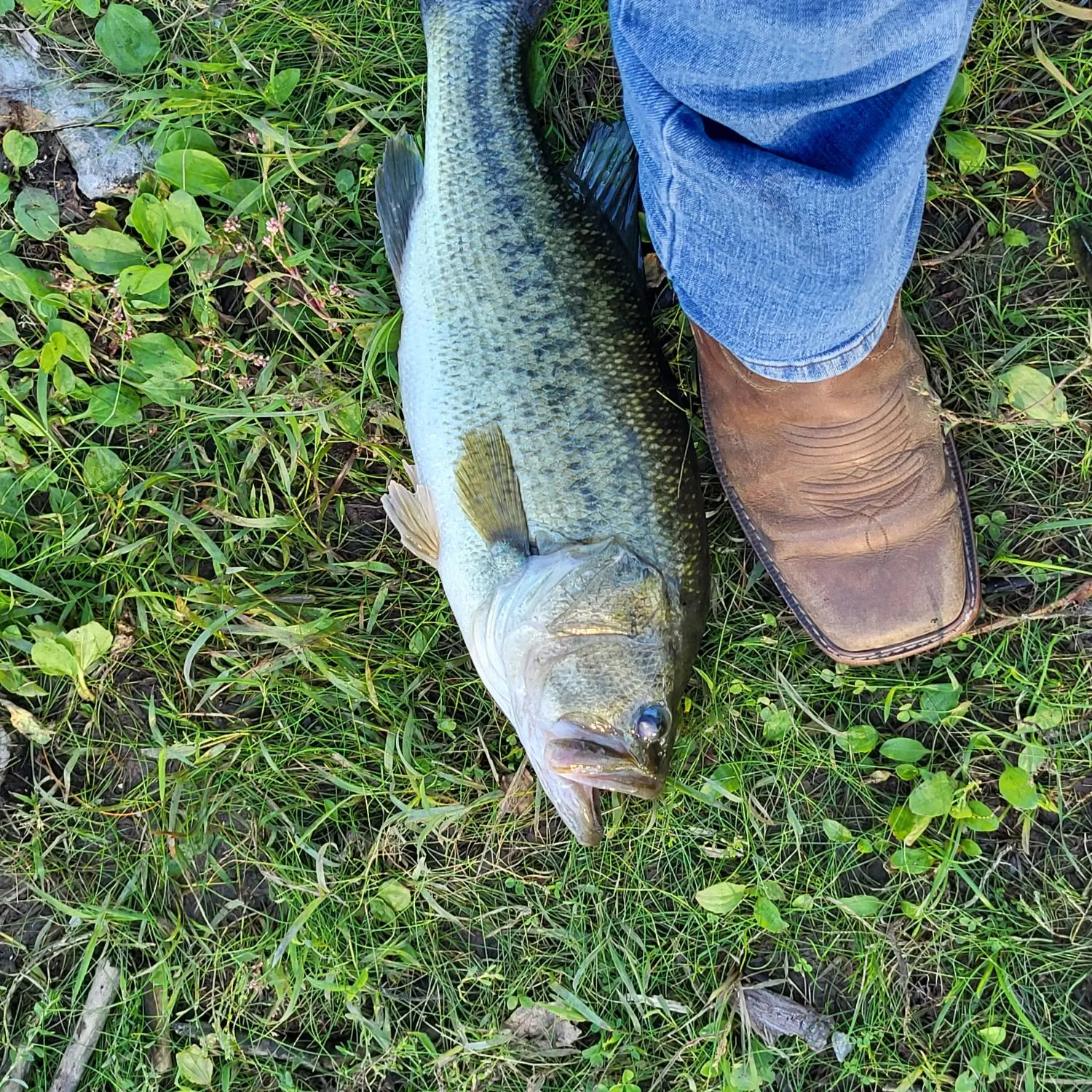 Largemouth bass caught on Fishbrain