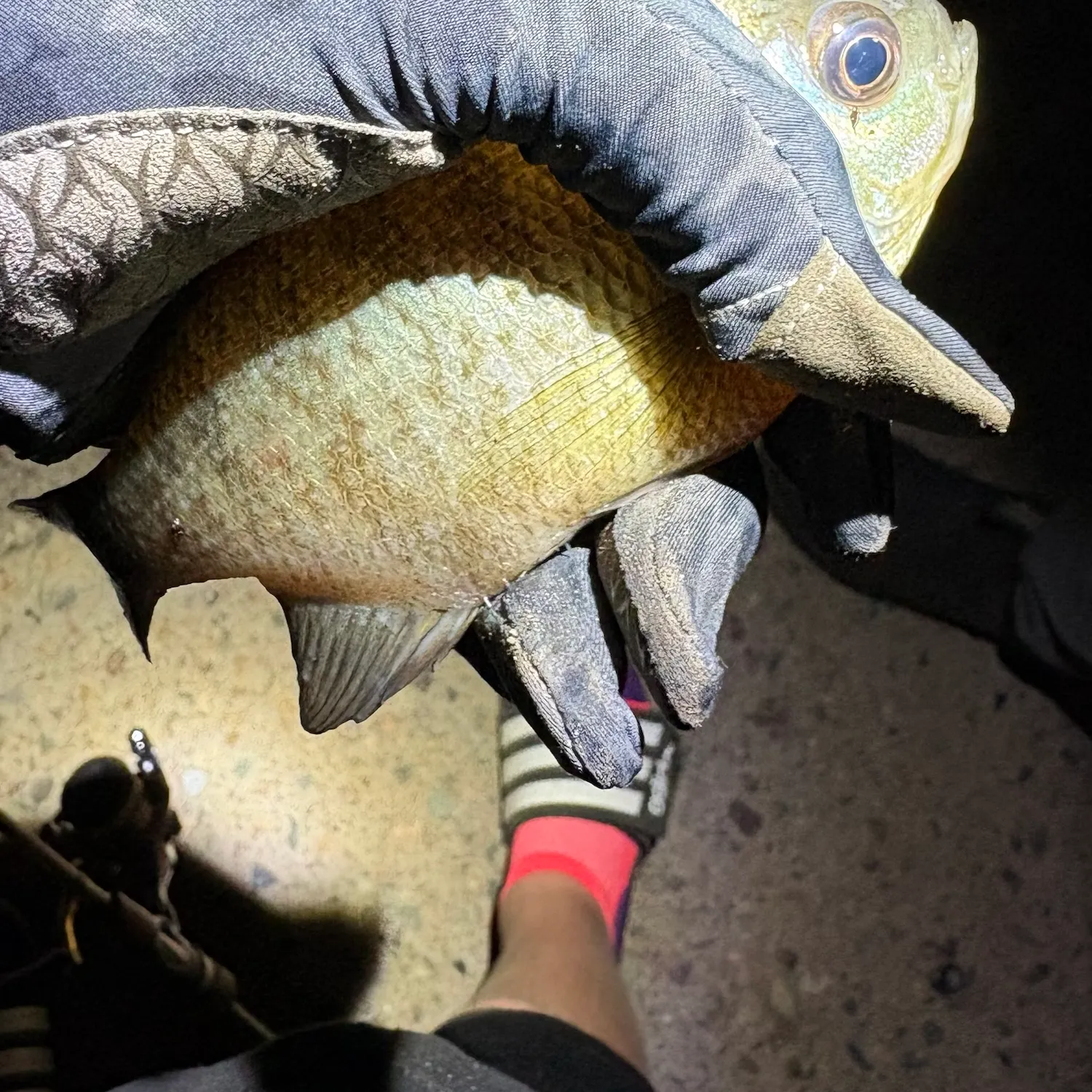 Bluegill caught on Fishbrain