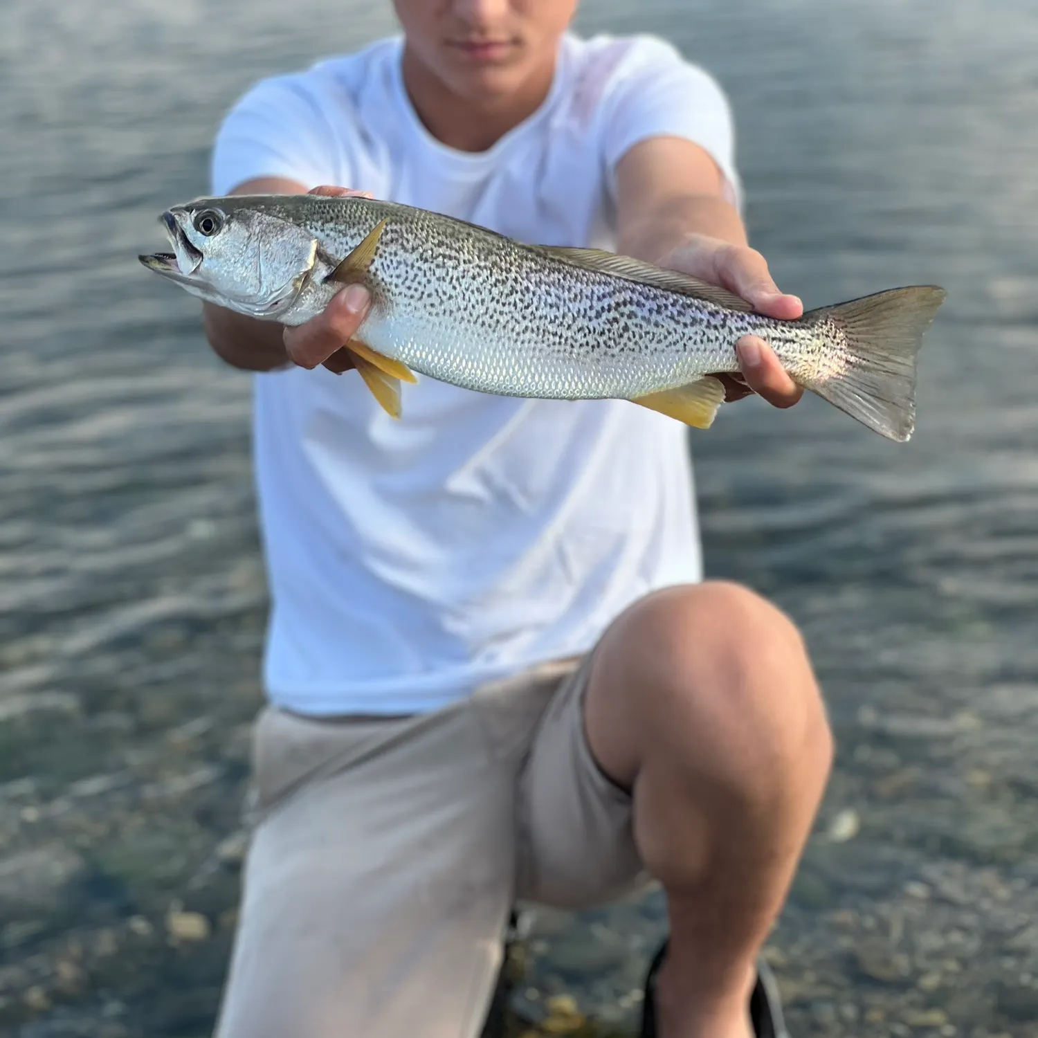The most recent Gray weakfish catches on Fishbrain