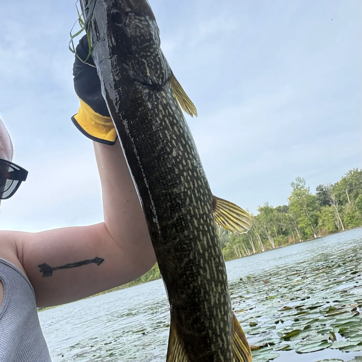 Northern pike caught on Fishbrain