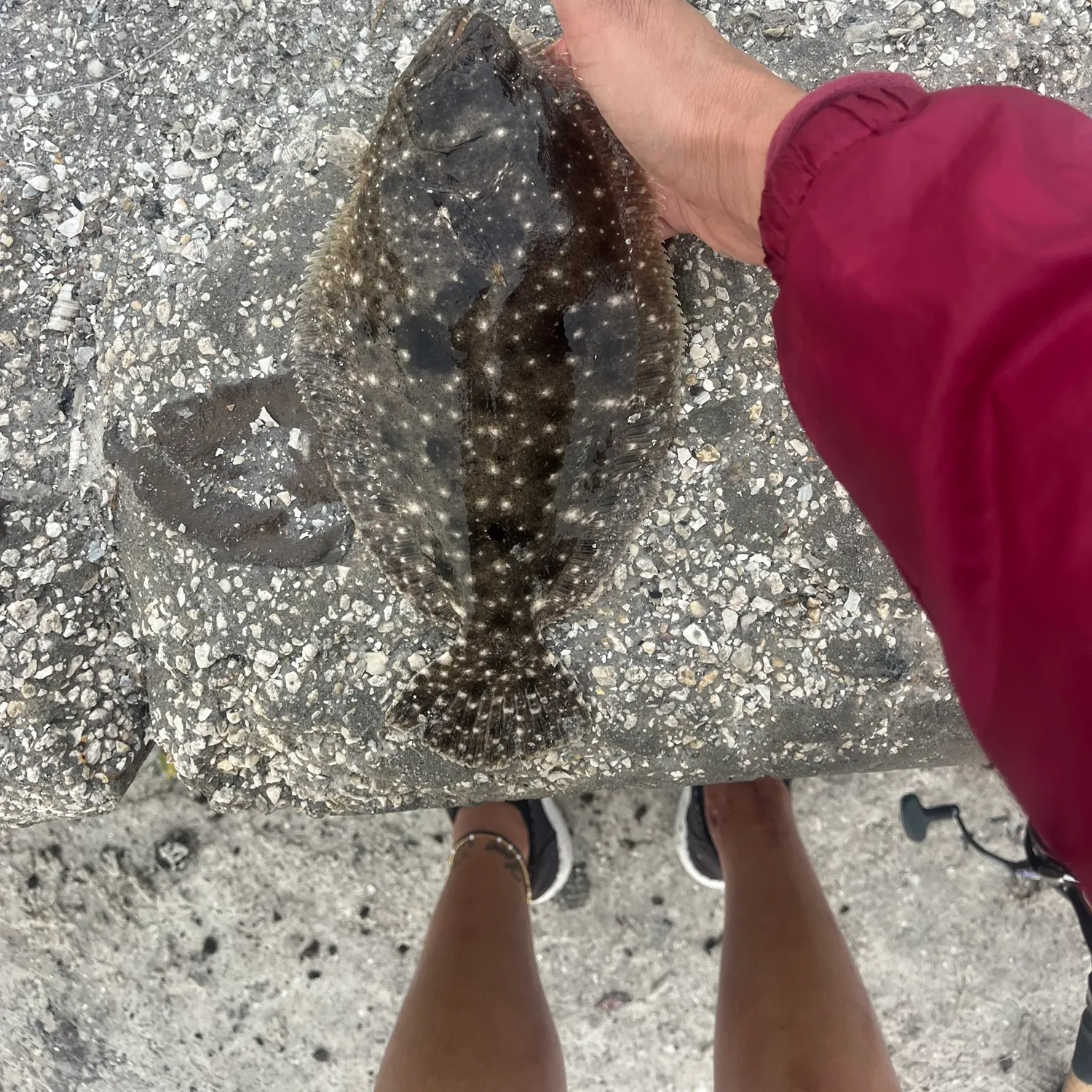 The most recent Summer flounder catches on Fishbrain