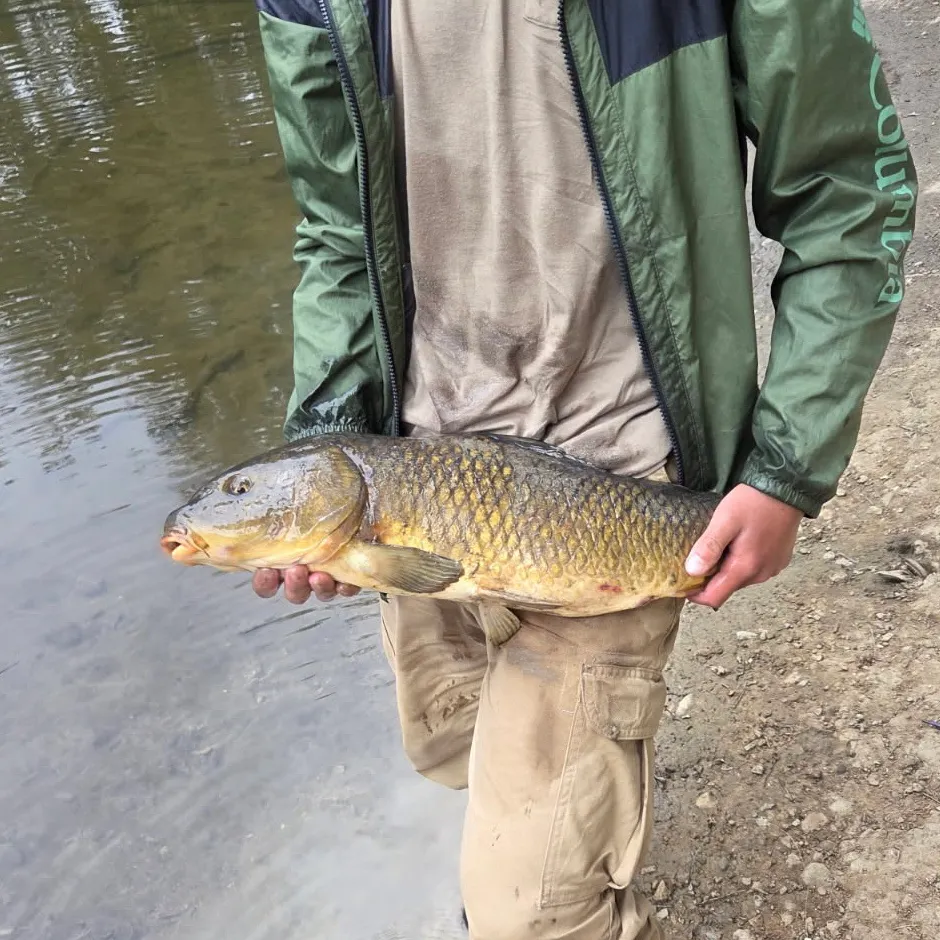 Common carp caught on Fishbrain