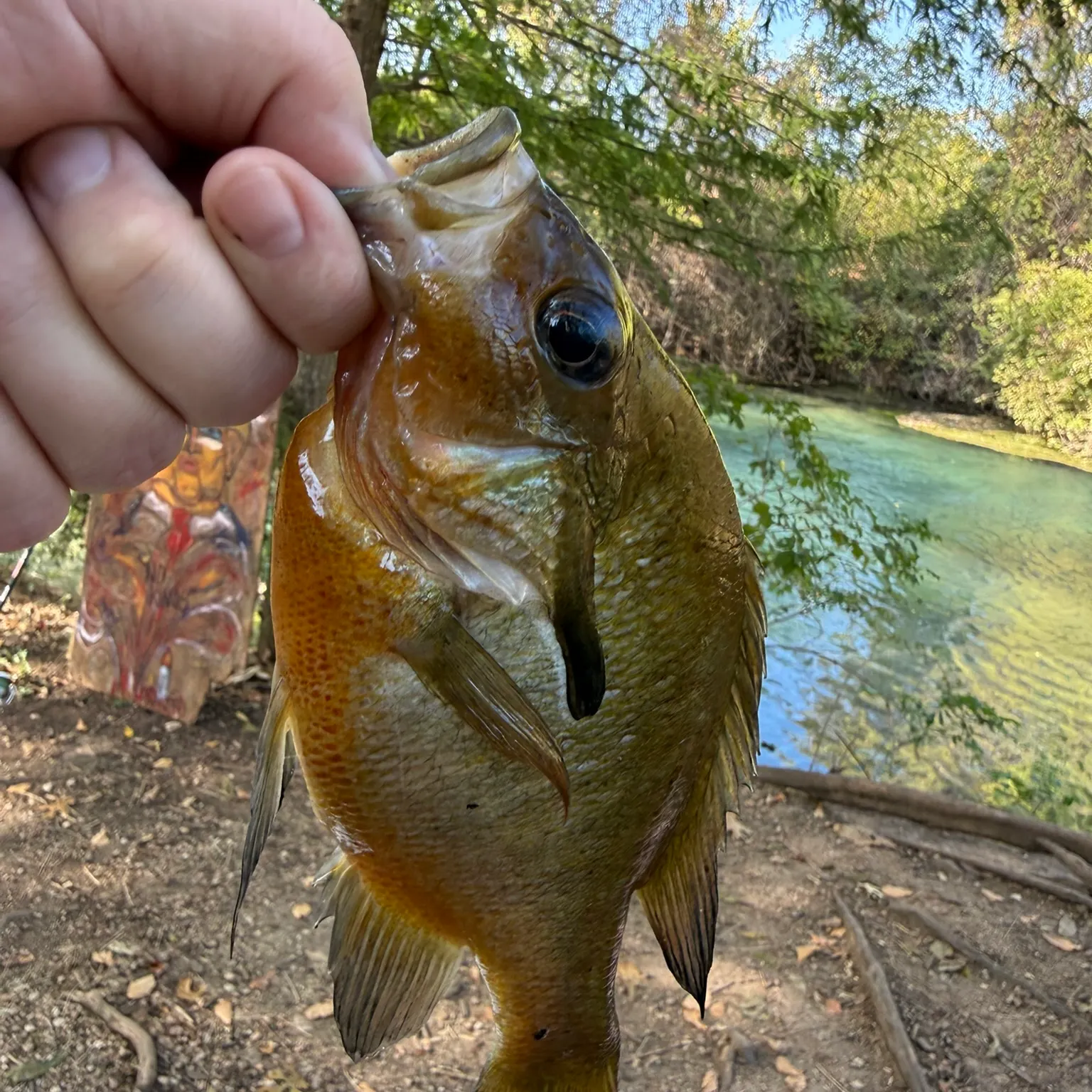 The most recent Redbreast sunfish catches on Fishbrain