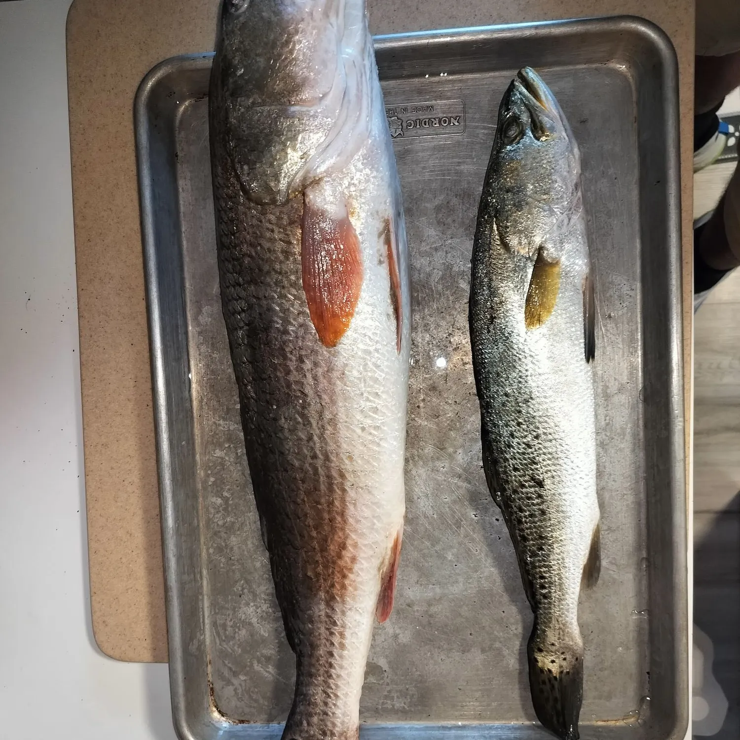 Fish caught on Fishbrain