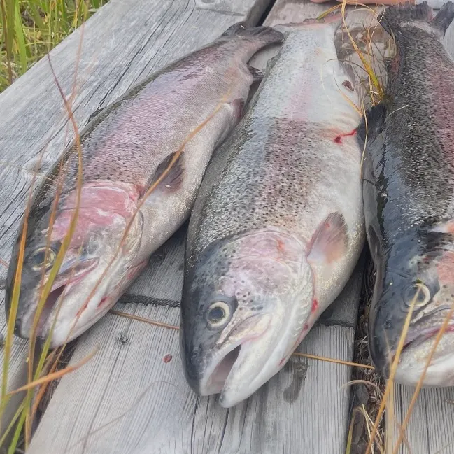 Rainbow trout caught on Fishbrain