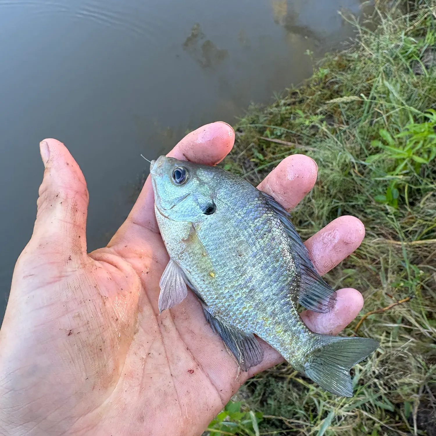 Bluegill caught on Fishbrain