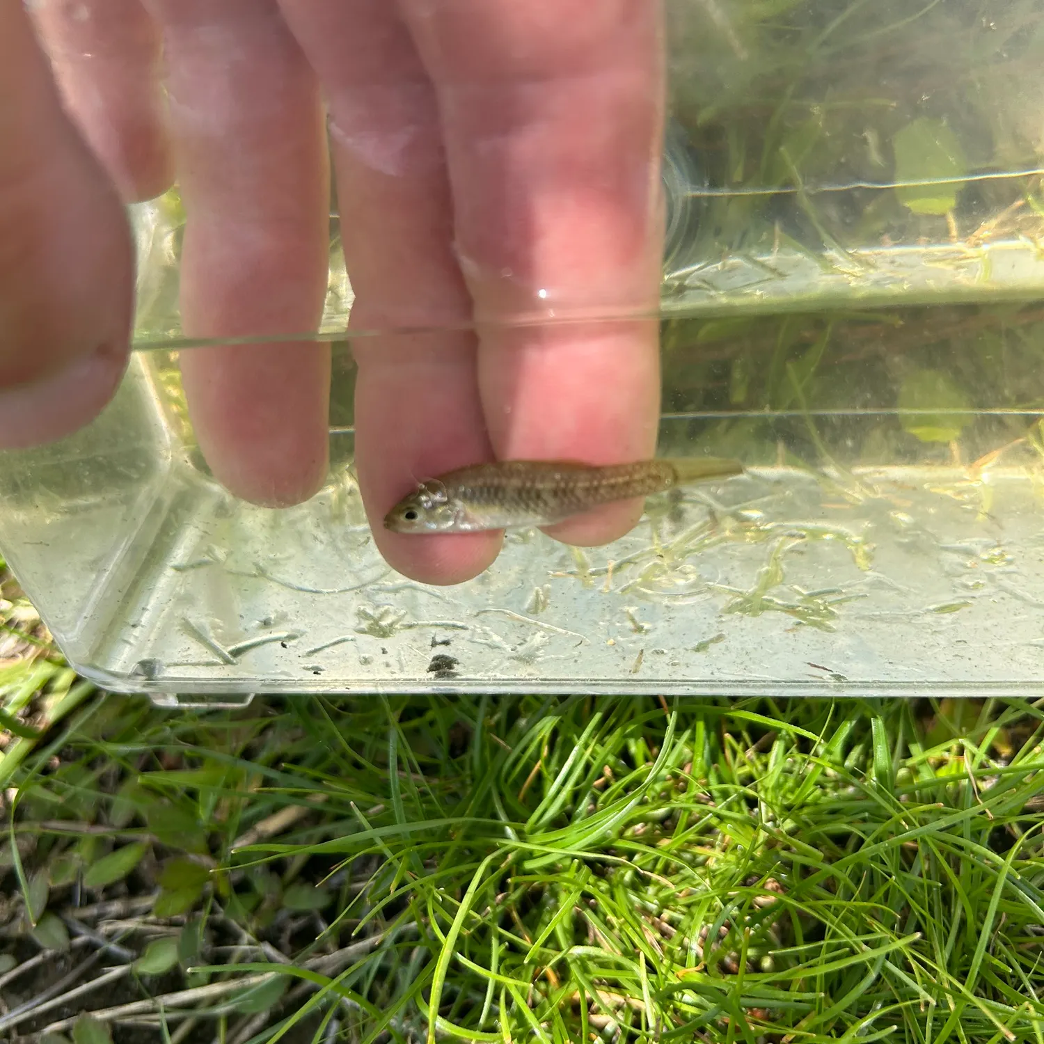 The most recent Rainwater killifish catches on Fishbrain