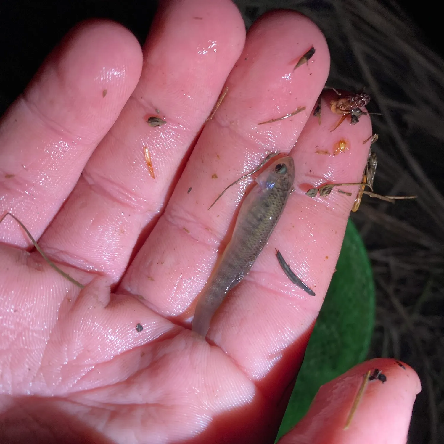 Mummichog caught on Fishbrain