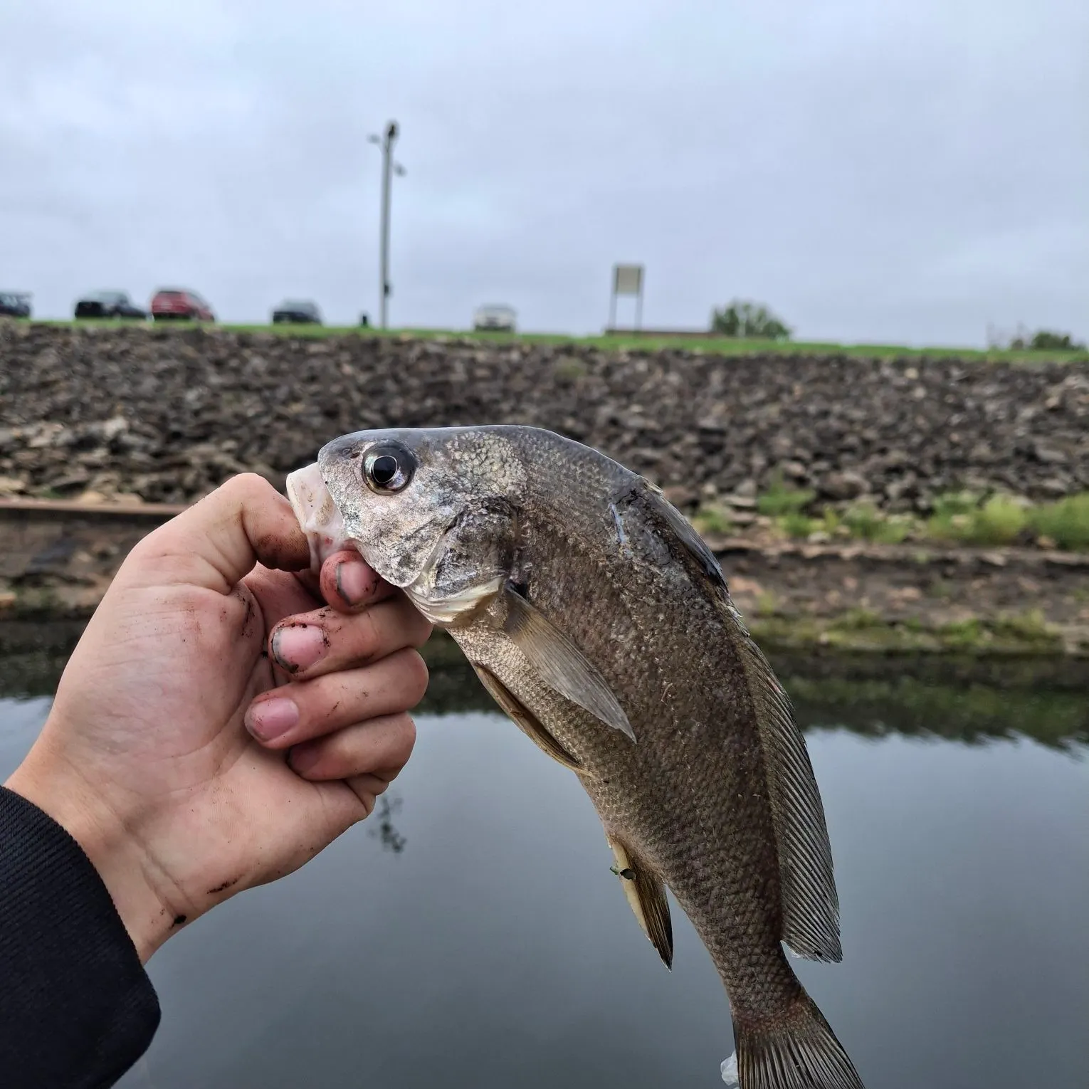 Freshwater drum caught on Fishbrain