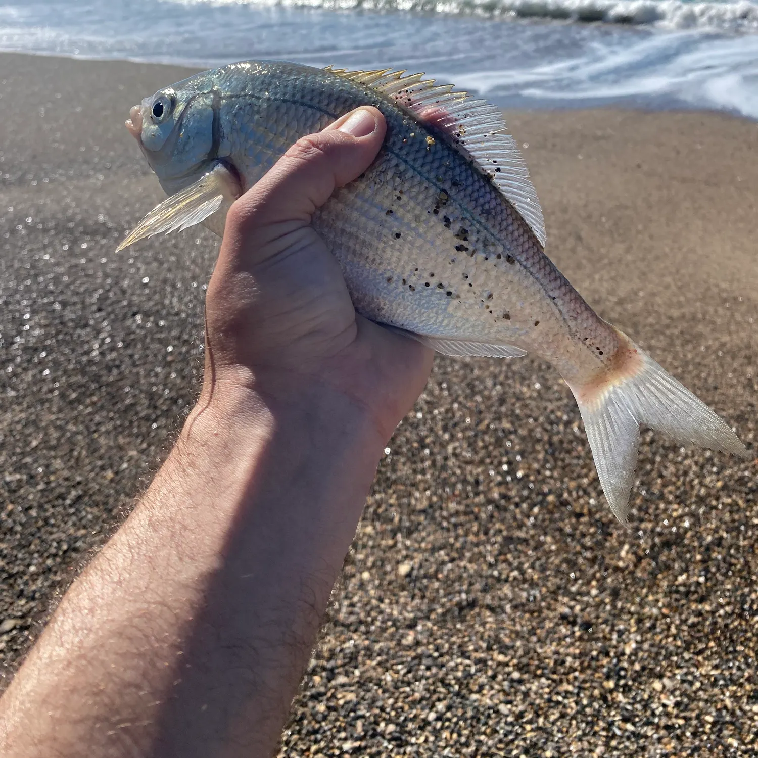 The most recent White seaperch catches on Fishbrain