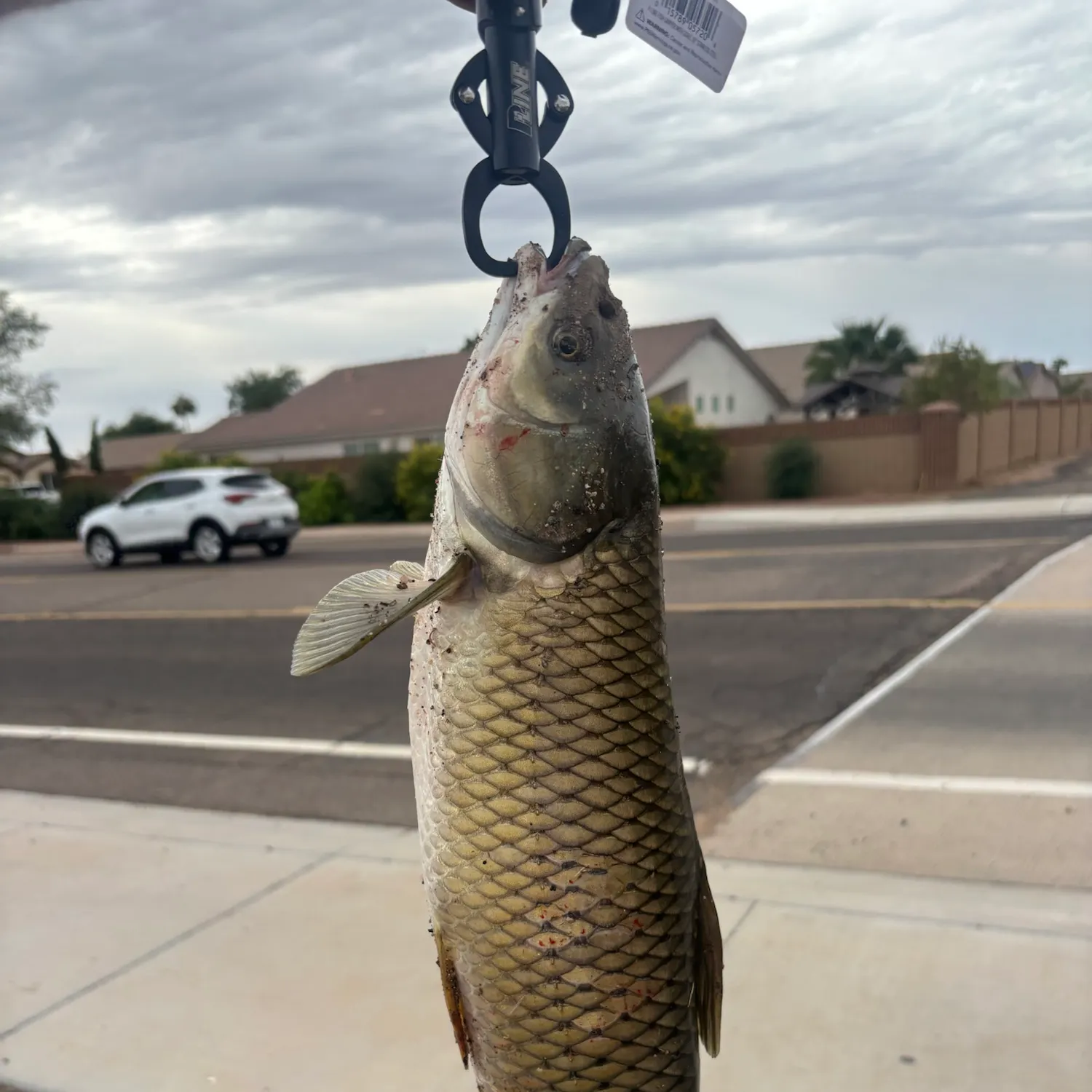 Grass carp caught on Fishbrain