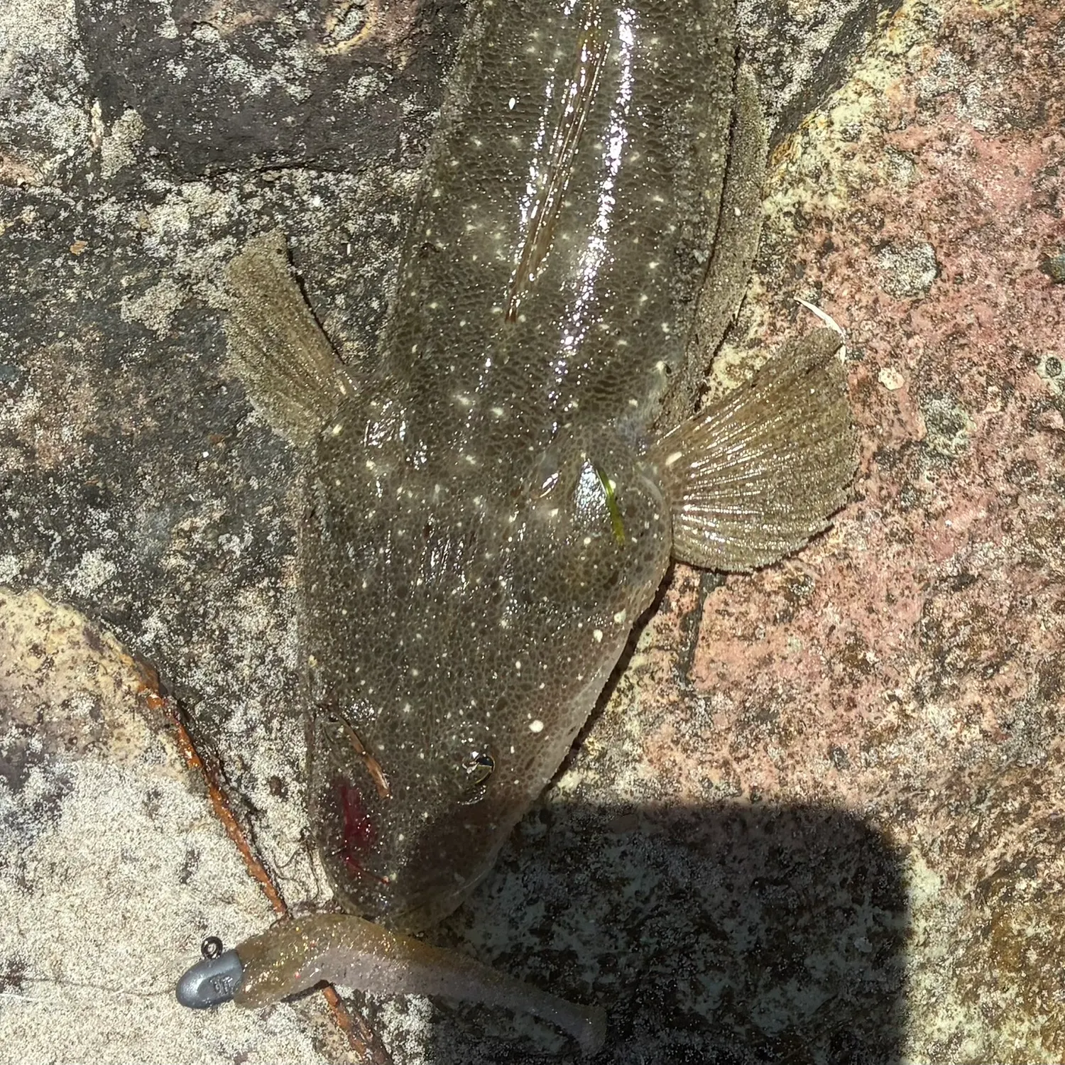 The most recent Dusky flathead catches on Fishbrain