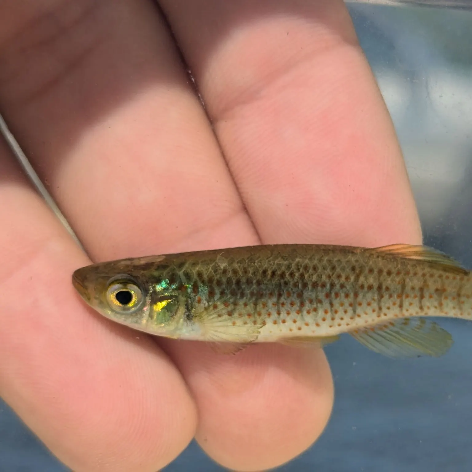 The most recent Russetfin topminnow catches on Fishbrain