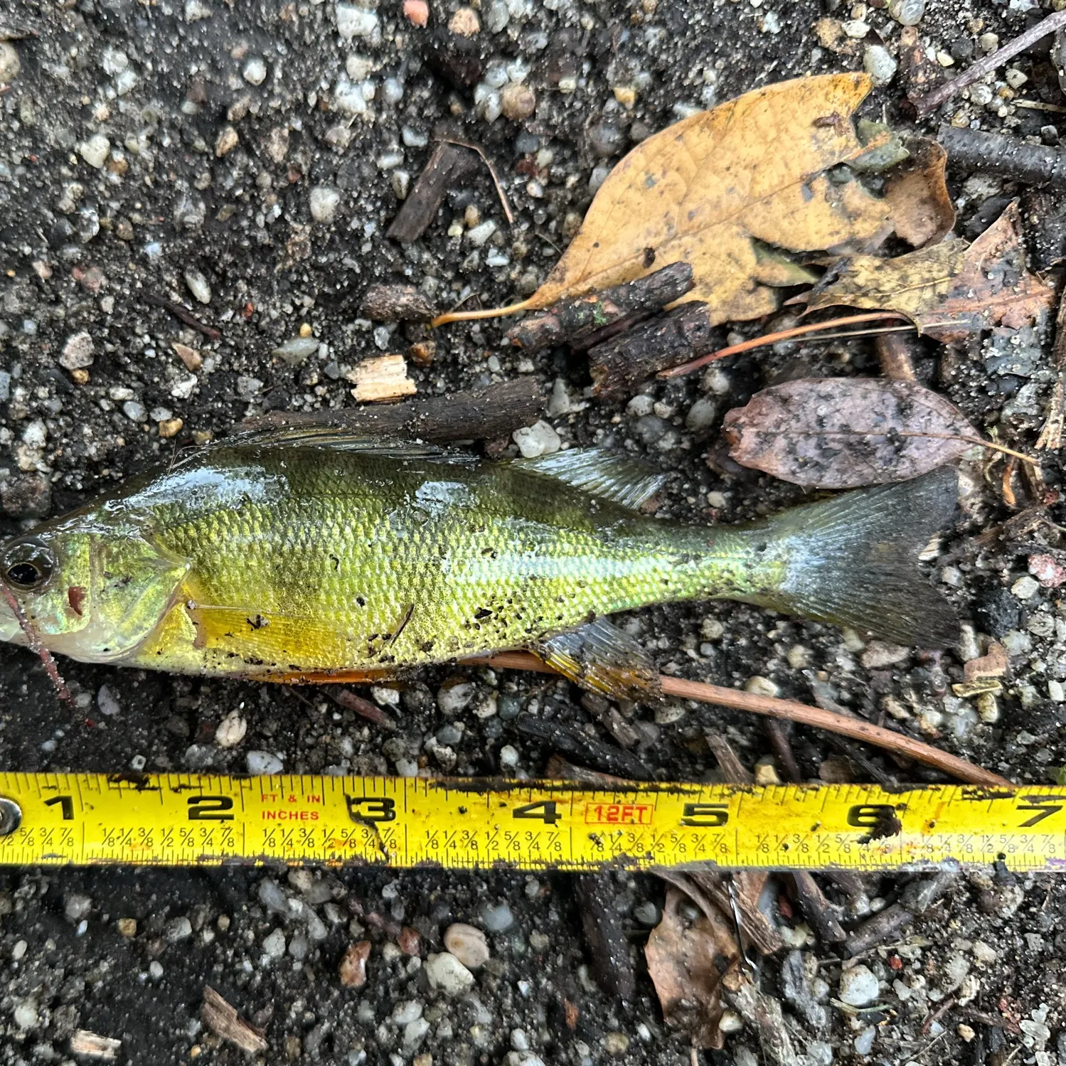 Yellow perch caught on Fishbrain