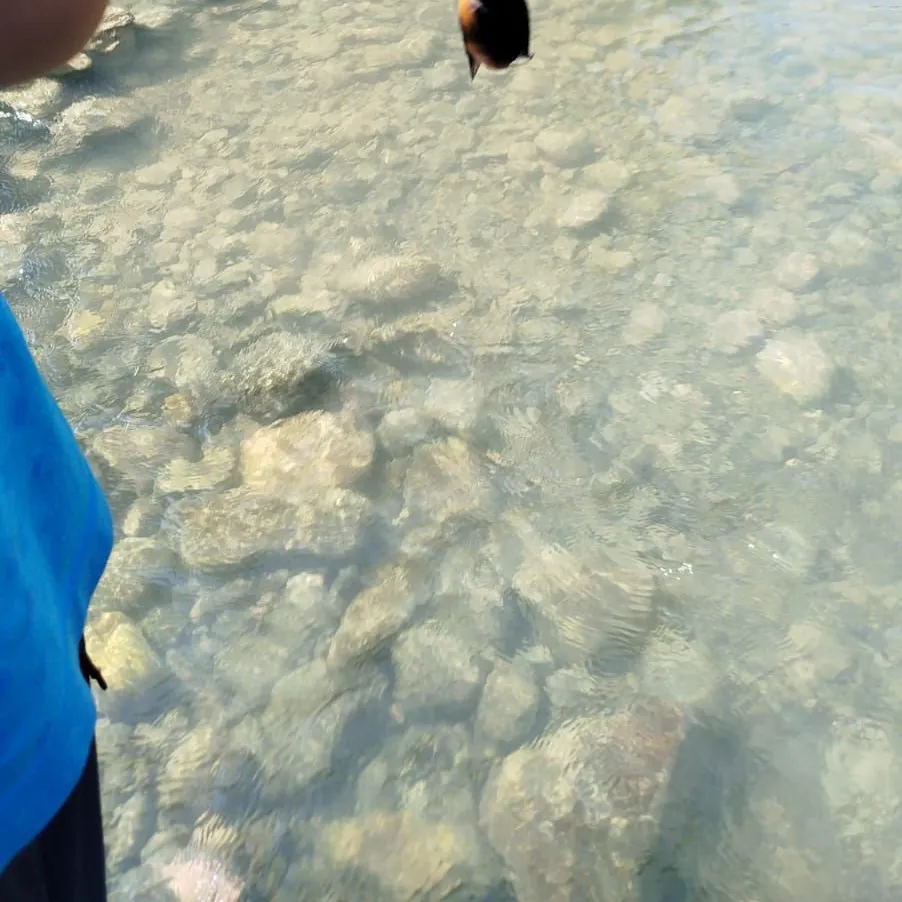 The most recent Redbelly tilapia catches on Fishbrain