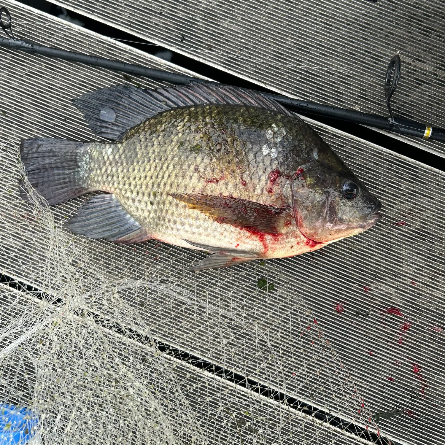 Blue tilapia caught on Fishbrain