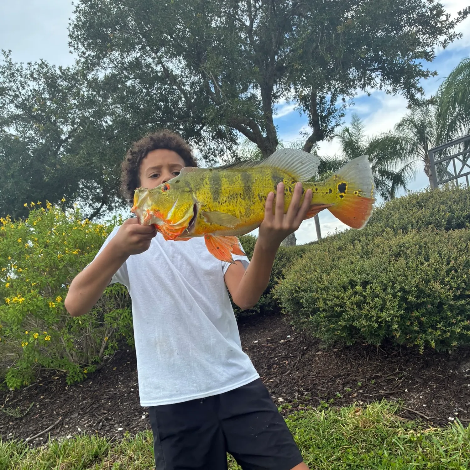 The most recent Butterfly peacock bass catches on Fishbrain