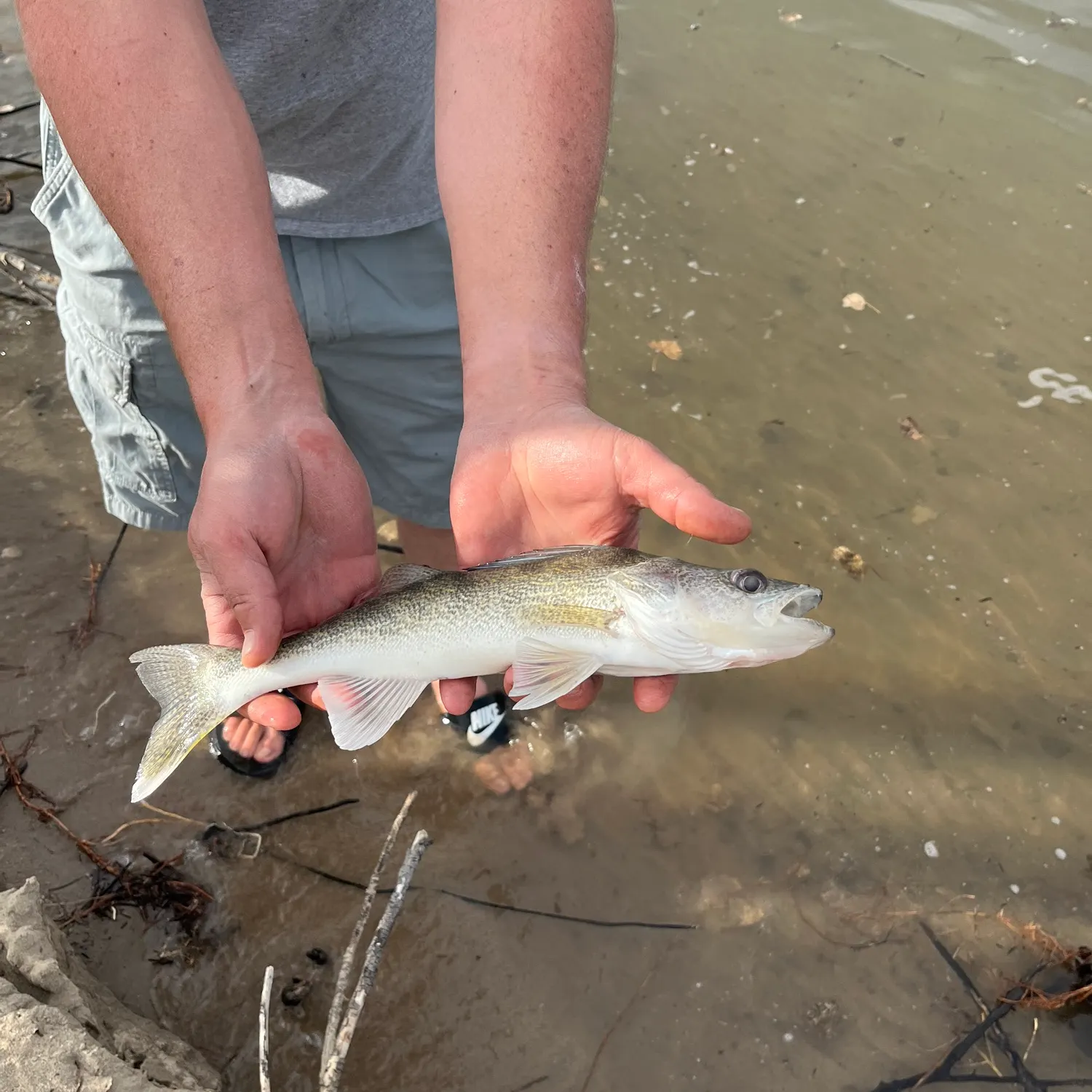 The most recent Walleye catches on Fishbrain