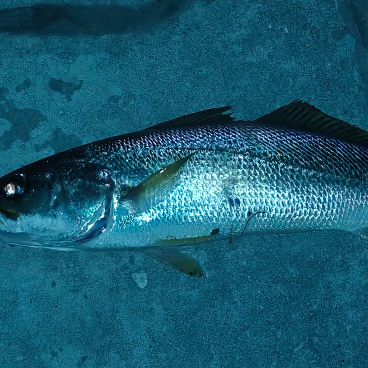 The most recent Sand seatrout catches on Fishbrain