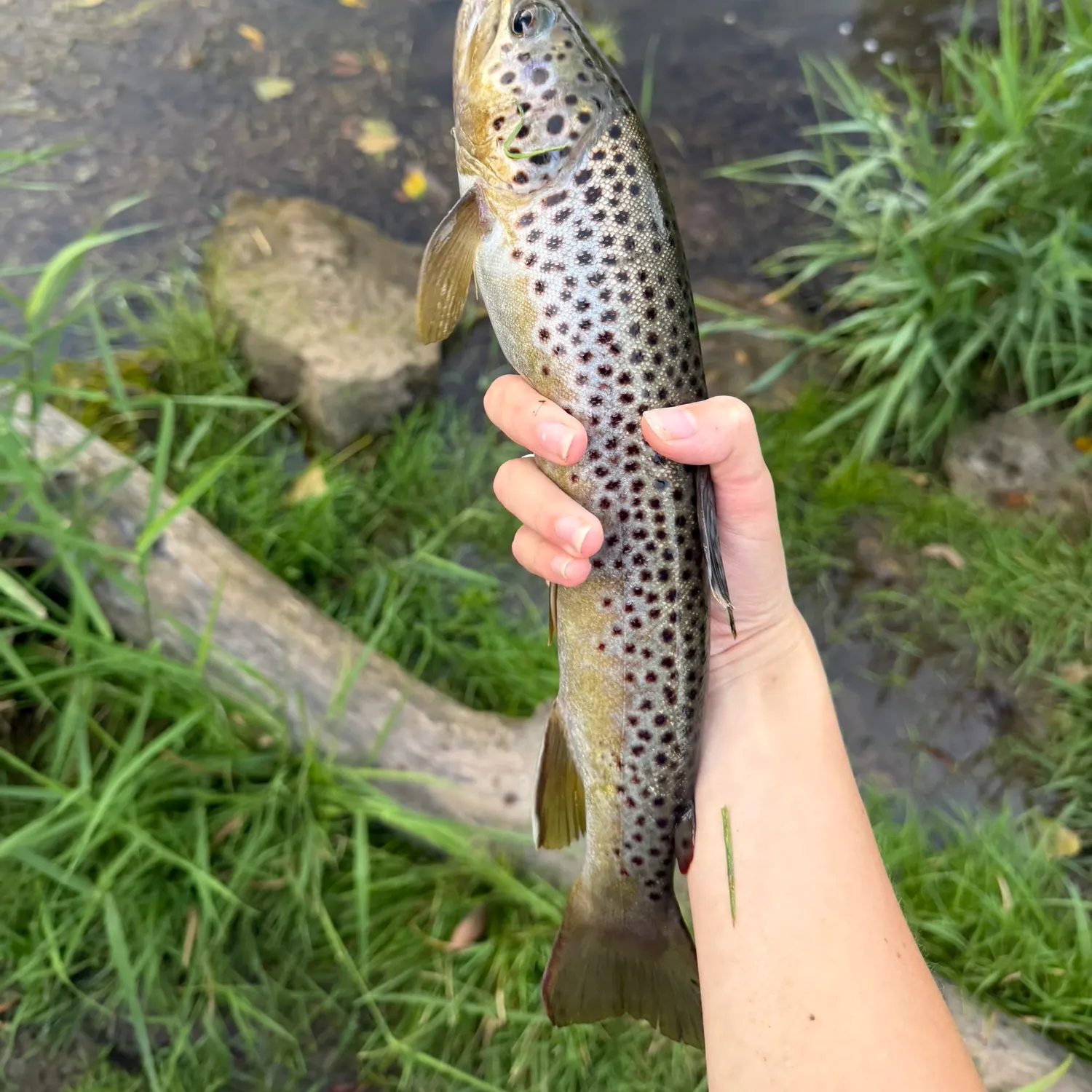 Brown trout caught on Fishbrain