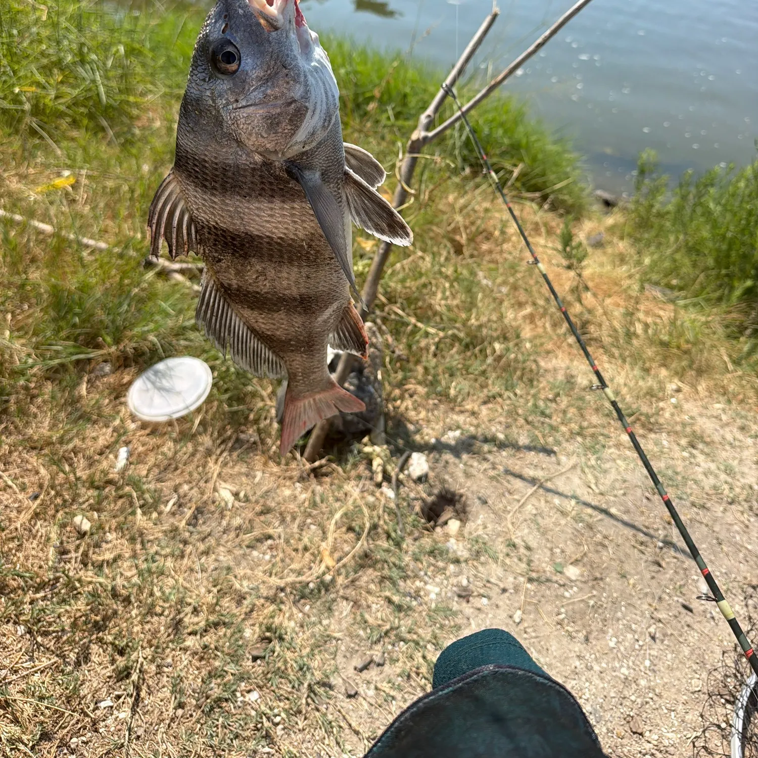 The most recent Black drum catches on Fishbrain