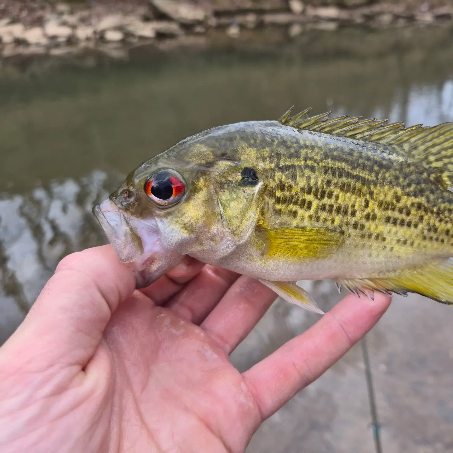 The most recent Rock bass catches on Fishbrain