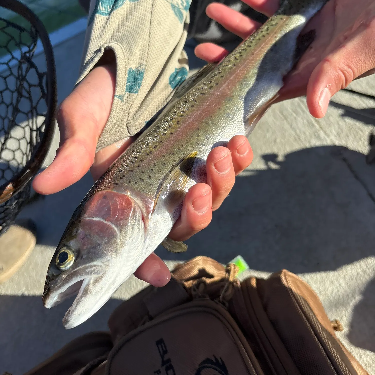 Rainbow trout caught on Fishbrain