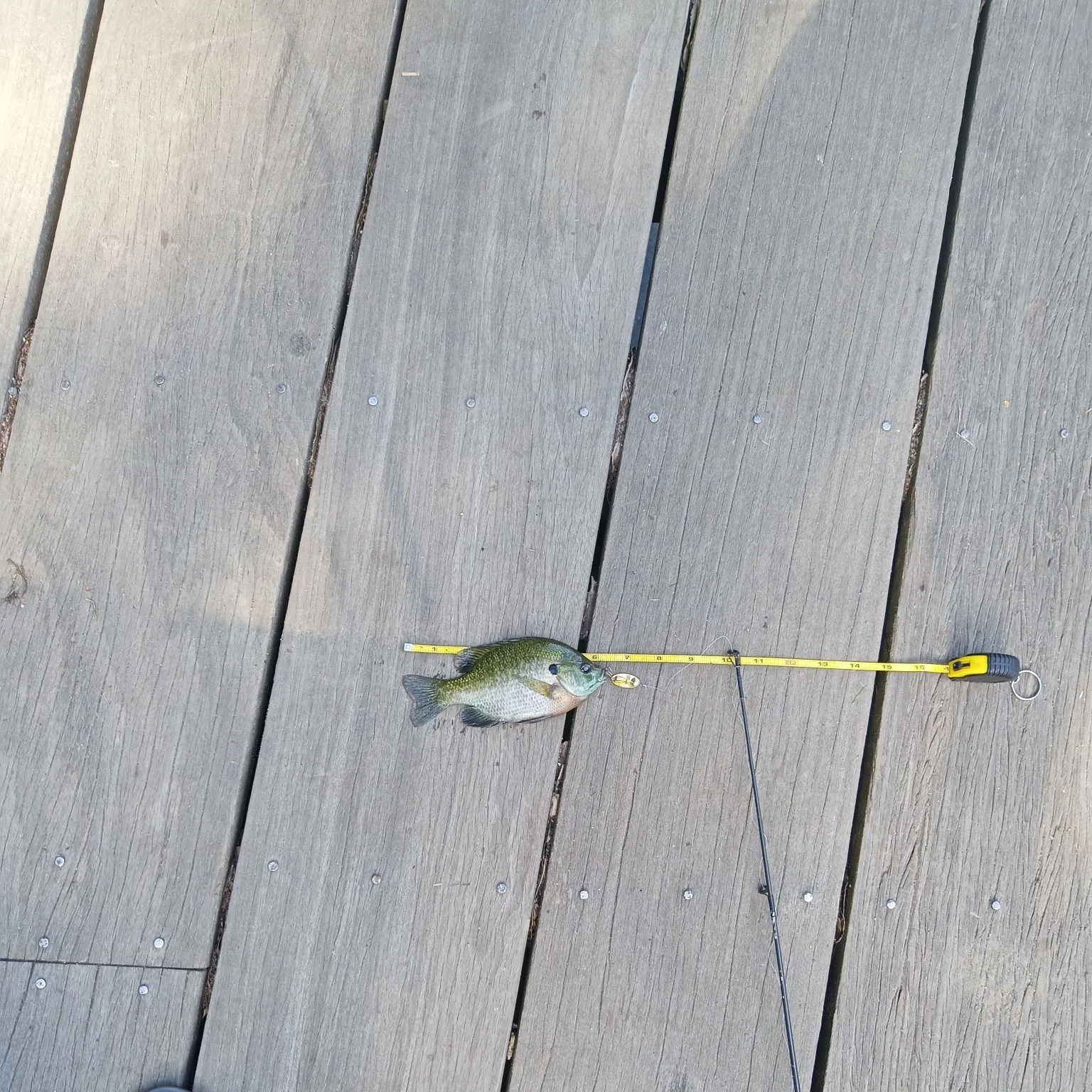 recently logged catches
